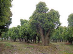 大型香樟树