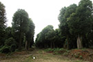 湖南香樟树